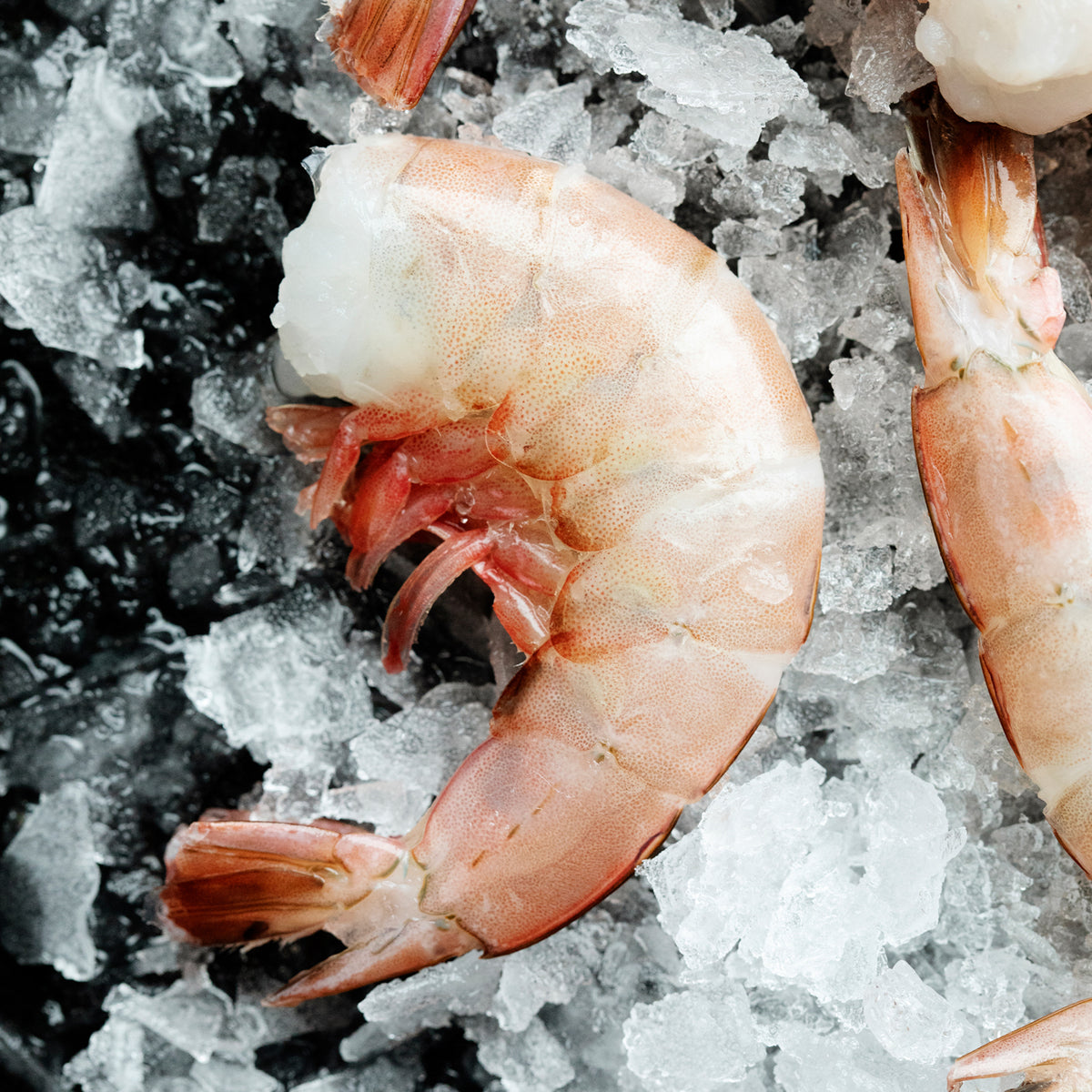 Jumbo Shrimp Cocktail | Large Gulf Shrimp | Cameron's Seafood